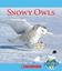 Imagem de SNOWY OWLS